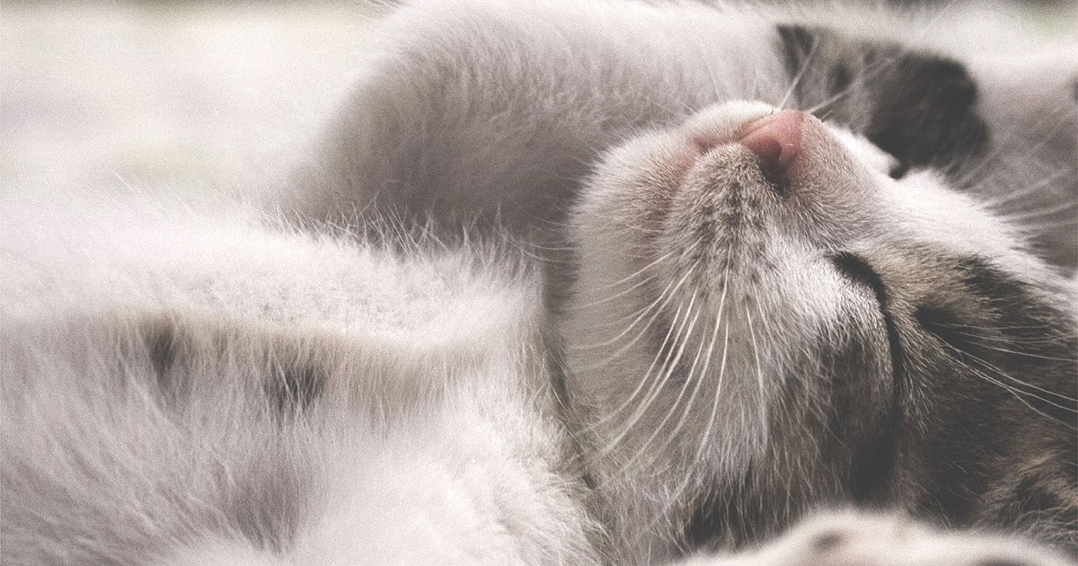 Boneve Earthmade New Zealand Pet Food For Dogs And Cats