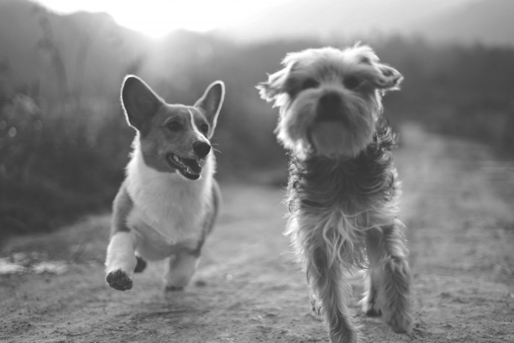 Canine Fitness Month Doable Indoor And Outdoor Exercises For Your Dog